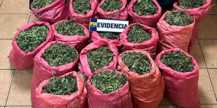 Incautan 131 kilos de Cannabis en Cabildo