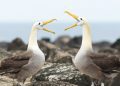 Estudio: Los albatros se divorcian debido a la personalidad de sus parejas