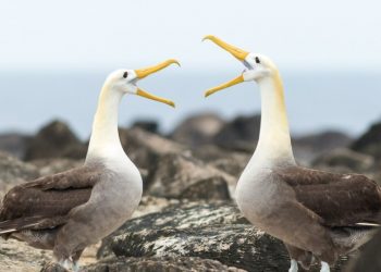 Estudio: Los albatros se divorcian debido a la personalidad de sus parejas