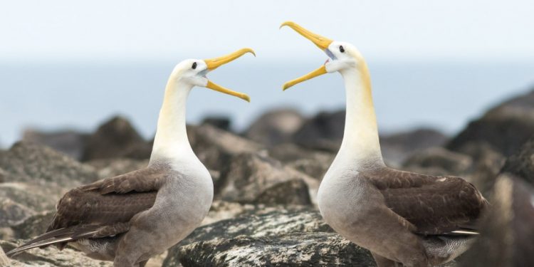 Estudio: Los albatros se divorcian debido a la personalidad de sus parejas