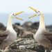 Estudio: Los albatros se divorcian debido a la personalidad de sus parejas
