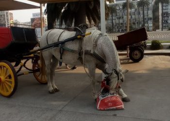 Viña del Mar: Denuncian que coches victoria siguen funcionando