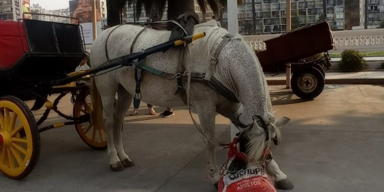 Viña del Mar: Denuncian que coches victoria siguen funcionando