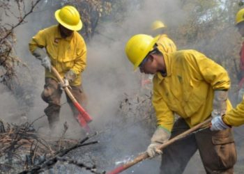 Brigadista fallece tras caída de árbol durante combate de incendios