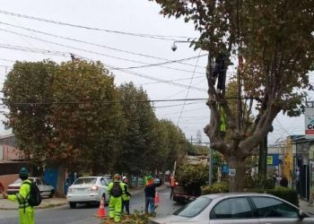 Quilpué: Reemplazarán 76 árboles de tipo plátano oriental en calle Blanco