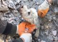 [Video] Turquía: Rescatan a perrito desde los escombros después de cuatro días atrapado