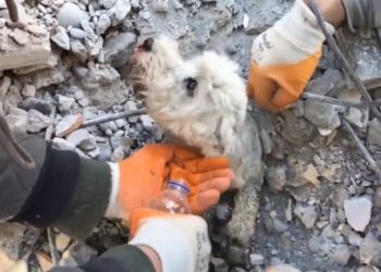 [Video] Turquía: Rescatan a perrito desde los escombros después de cuatro días atrapado