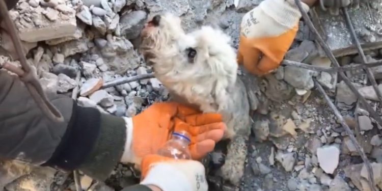 [Video] Turquía: Rescatan a perrito desde los escombros después de cuatro días atrapado