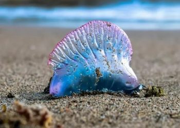 Prohíben bañarse en Playa de Cachagua por Fragata Portuguesa