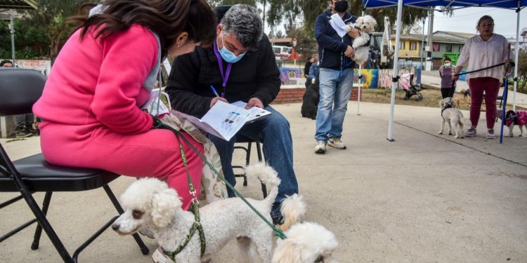 Quilpué: Realizarán jornadas de implantación de microchips gratuitos para mascotas