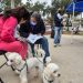 Quilpué: Realizarán jornadas de implantación de microchips gratuitos para mascotas