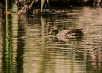 Quilpué: Invitan a conocer parque “Las Tagüitas”