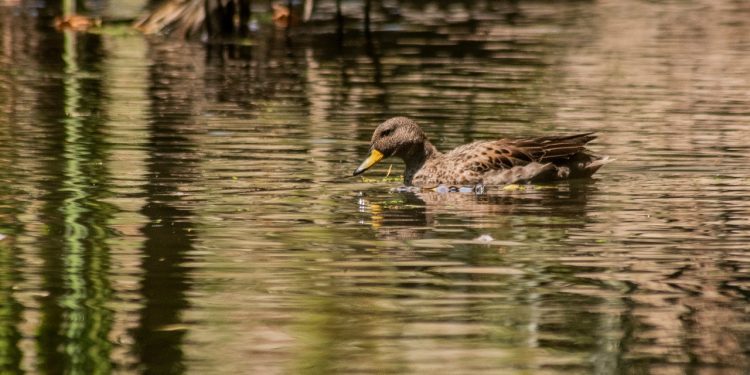 Quilpué: Invitan a conocer parque “Las Tagüitas”