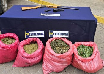 Incautan 35.000 plantas de marihuana en Cabildo y Los Vilos