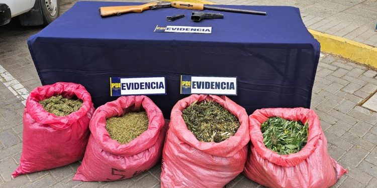 Incautan 35.000 plantas de marihuana en Cabildo y Los Vilos