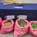 Incautan 35.000 plantas de marihuana en Cabildo y Los Vilos