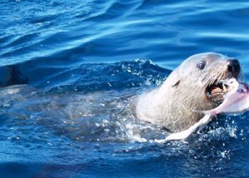 Confirma primer caso de influenza aviar en un lobo marino
