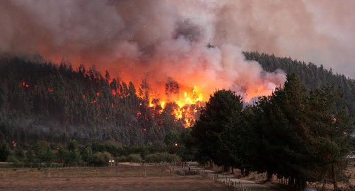 Decretan Estado de Catástrofe para región del Bío Bío por incendios forestales