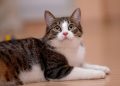 Clínica veterinaria deberá pagar millonario monto por perder un gato