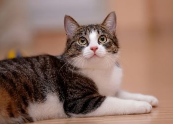 Clínica veterinaria deberá pagar millonario monto por perder un gato