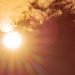 Fruticultores alertas por ola de calor extrema en zonas productivas