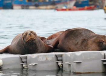 Aparecen más de cien lobos marinos muertos en playas del Biobío
