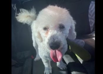 Iquique: Joven llevó a su perro a la peluquería y le devolvieron otro animal