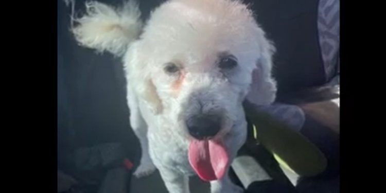 Iquique: Joven llevó a su perro a la peluquería y le devolvieron otro animal