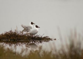 UNAB Viña del Mar lanzará libro sobre humedales de la Región de Valparaíso