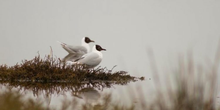 UNAB Viña del Mar lanzará libro sobre humedales de la Región de Valparaíso