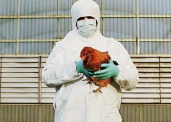 China: Mujer se contagia con gripe aviar H3N8