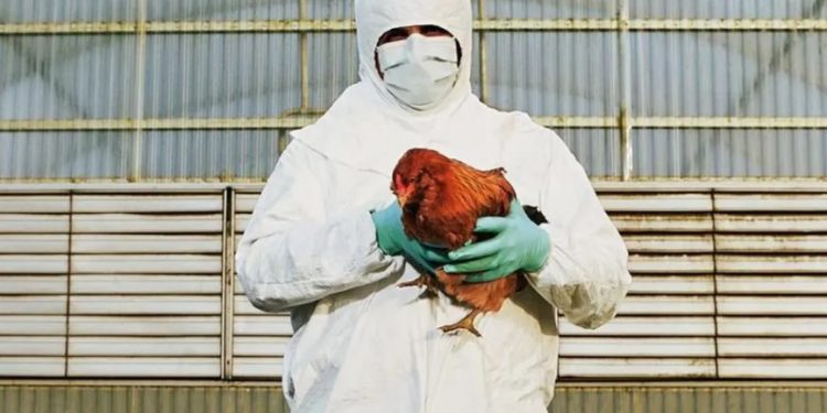 China: Mujer se contagia con gripe aviar H3N8