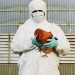 China: Mujer se contagia con gripe aviar H3N8