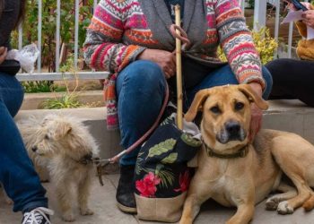 Viña del Mar: Realizarán 4.000 esterilizaciones de mascotas