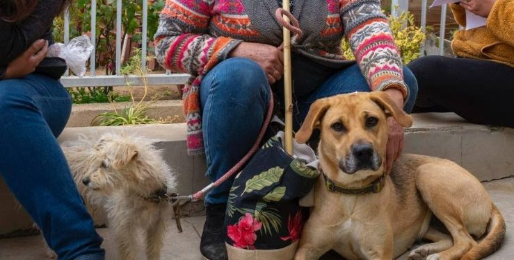 Viña del Mar: Realizarán 4.000 esterilizaciones de mascotas