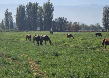 Ingeniero adelanta que el proyecto de estadio de la U podría construirse en 8 meses