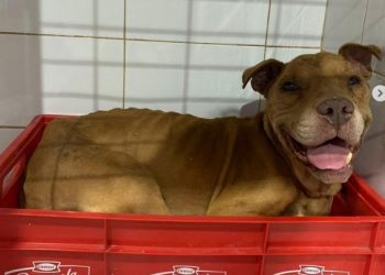 Antisociales dan muerte a perro rescatado desde organización animalista