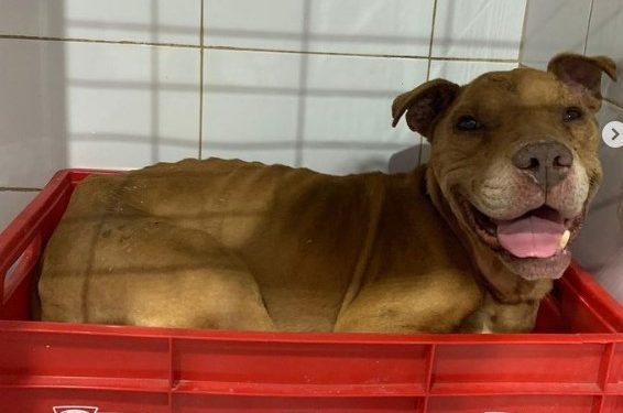 Antisociales dan muerte a perro rescatado desde organización animalista