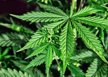 Legalización de la cannabis no reduciría delincuencia según informe ONU