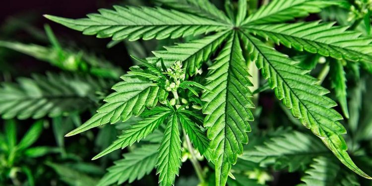 Legalización de la cannabis no reduciría delincuencia según informe ONU