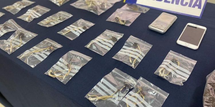 Capturan a mujer que comercializaba hongos alucinógenos en La Ligua
