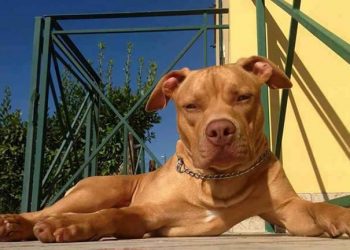 Individuo golpeó a su pareja y soltó perros pitbulls contra Carabineros