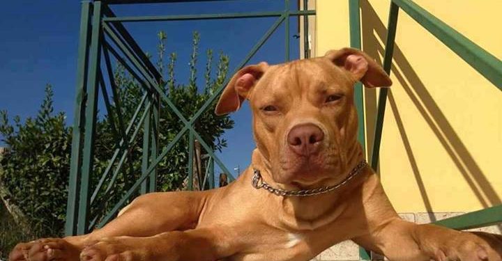 Individuo golpeó a su pareja y soltó perros pitbulls contra Carabineros