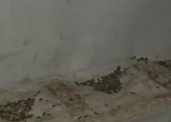 Muestran insalubres condiciones de cité desalojado en Santiago