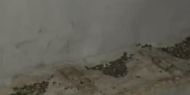 Muestran insalubres condiciones de cité desalojado en Santiago