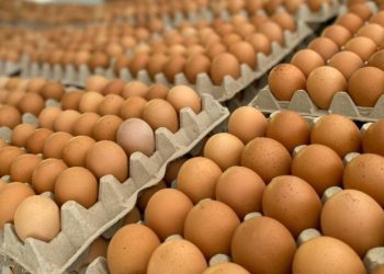 Ministro de Agricultura afirma que no debería haber grandes alzas en precio del huevo