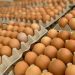 Ministro de Agricultura afirma que no debería haber grandes alzas en precio del huevo
