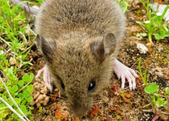 Menor de edad fallece después de contagiarse con virus Hanta