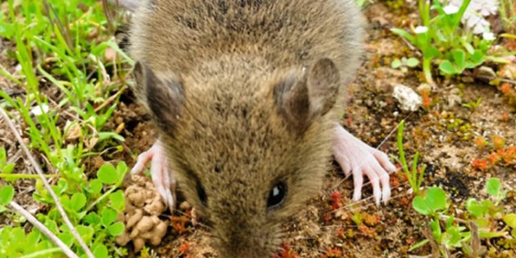 Menor de edad fallece después de contagiarse con virus Hanta