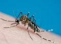 Viña y Valparaíso serían la comunas más expuestas al mosquito que transmite el virus que causa el dengue